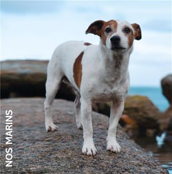 Nos Marins (LP)