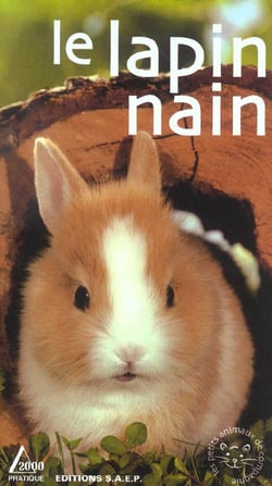 Le lapin nain
