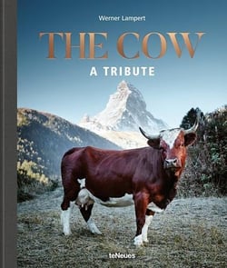 The cow - a tribute