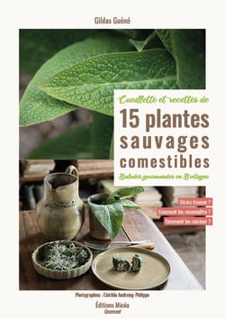 15 PLANTES SAUVAGES COMESTIBLES EN BRETAGNE
