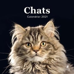Chats - calendrier (édition 2021)