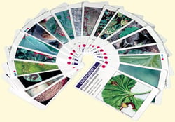 Croq'feuilles - jeu de 62 cartes