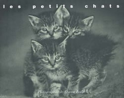 Petits chats