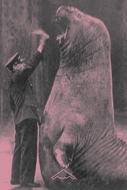 Trois zoos humains