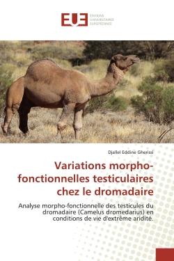 Variations morpho-fonctionnelles testiculaires chez le dromadaire : Analyse morpho-fonctionnelle des testicules du dromadaire (Camelus dromedarius)