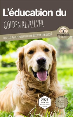 L'éducation du Golden Retriever : toutes les astuces pour un Golden Retriever bien éduqué