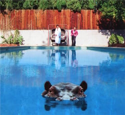 Hippopotamus