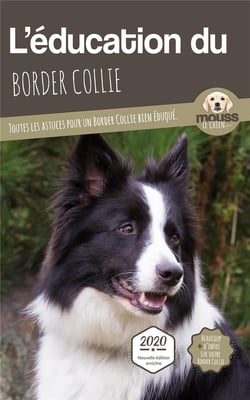 L'éducation du Border Collie : toutes les astuces pour un Border Collie bien éduqué