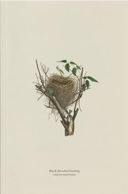 Black-throated bunting, euspiza americ