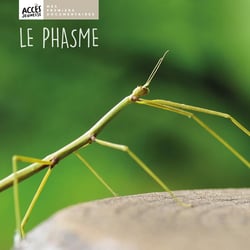 Le phasme
