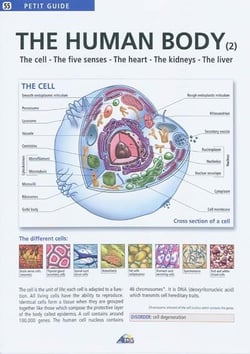The human body t.2