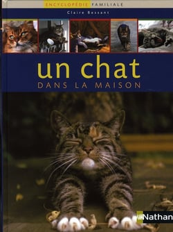 Un chat dans la maison