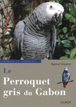 Le perroquet gris du gabon