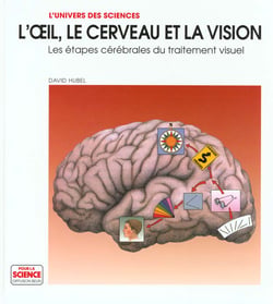 L'oeil, le cerveau, la vision. - les etapes cerebrales du traitement visuel