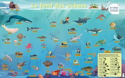 Les posters phosphorescents : le fond des océans