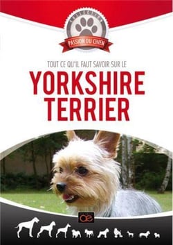 Tout ce qu'il faut savoir sur le Yorkshire terrier