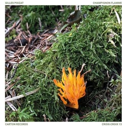 Champignon Flamme