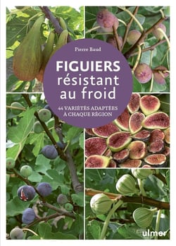 Figuiers résistant au froid : 45 variétés adaptées à chaque région