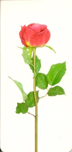 Marque page rose et tige (*35273)