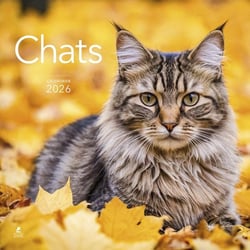 Chats (édition 2026)