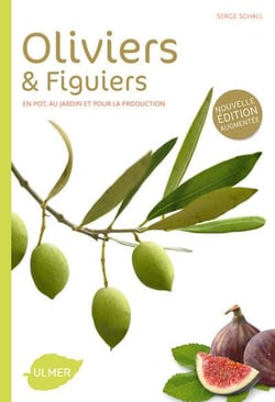 Oliviers et figuiers - en pot, au jardin et pour la production