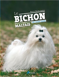 chiens maltais bruns adultes