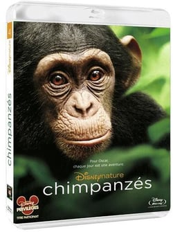 Chimpanzés