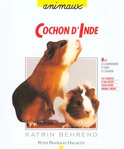 Le cochon d'inde