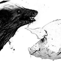 Honey badger - Pig