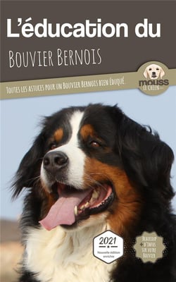 L'éducation du Bouvier Bernois : toutes les astuces pour un Bouvier Bernois bien éduqué