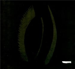 Darkpoe