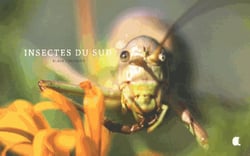 Insectes du sud