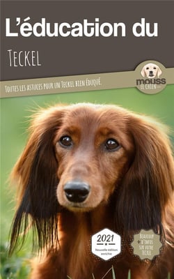 L'éducation du Teckel : toutes les astuces pour un Teckel bien éduqué