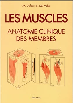 Les muscles - anatomie clinique des membres