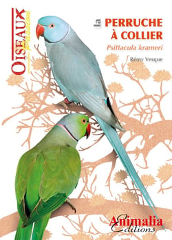 La perruche à collier Psittacula krameri