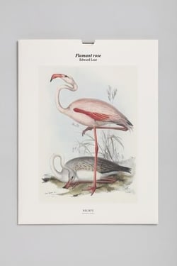 Tirage BNF : flamant rose