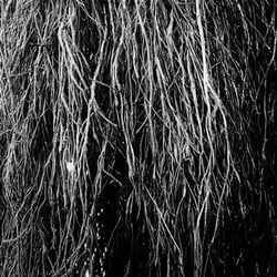 Nocturnal Rainforest