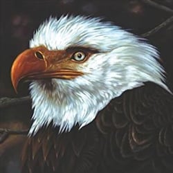 The hawk is howling