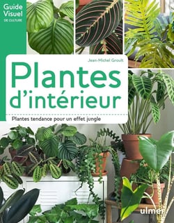 Plantes d'intérieur - plantes tendances pour un effet jungle