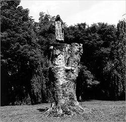 Paul etienne lincoln - the purification of fagus sylvatica var pendula