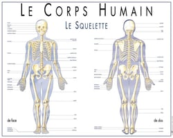Le squelette