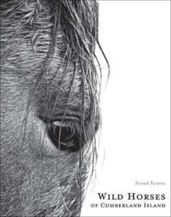 Wilde horses of Cumberland island