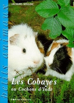 Les Cobayes Ou Cochons D'Inde.