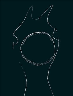 Venus du jamais mort - 2011-2018