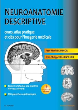 Neuroanatomie descriptive - bases morphologiques et clés pour l'imagerie médicale