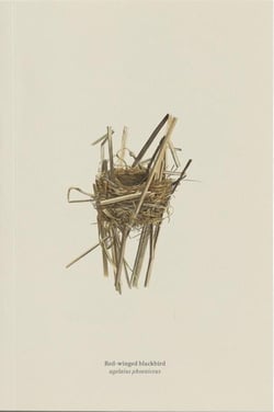 Carnet carouge à epaulettes (red-winged blackbird, agelaiu)