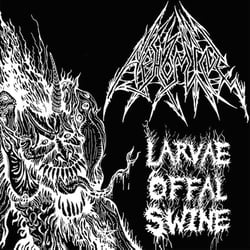 Larvae offal swine