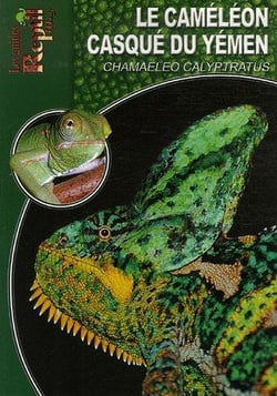 Le caméléon casqué du yémen