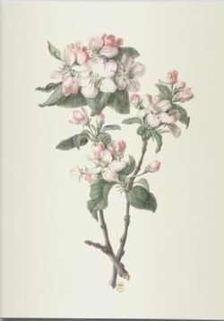 Cahier végétal - dessins de fleurs