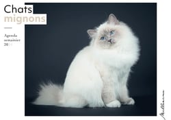 Semainier 2024 - Chats mignons